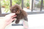 Chocolate Color Tiny Poodle - Poodle Dog