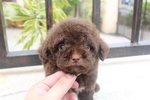 Chocolate Color Tiny Poodle - Poodle Dog