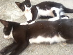 Mailly - American Shorthair Cat