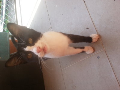 Mailly - American Shorthair Cat