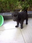 Black And Brown Beauties - Mixed Breed Dog