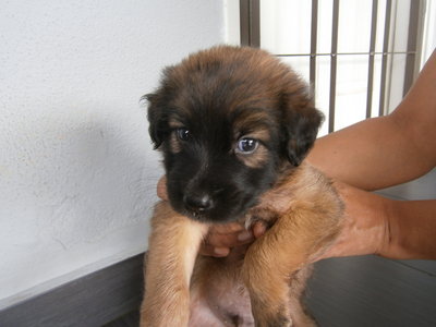 Black And Brown Beauties - Mixed Breed Dog