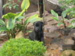 Black And Brown Beauties - Mixed Breed Dog