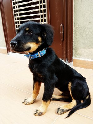 Bubu - Mixed Breed Dog