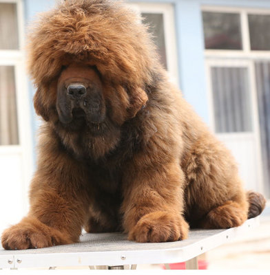 PF48498 - Tibetan Mastiff Dog