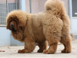 PF48498 - Tibetan Mastiff Dog