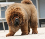 PF48498 - Tibetan Mastiff Dog