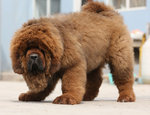 PF48498 - Tibetan Mastiff Dog