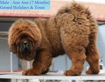 PF48498 - Tibetan Mastiff Dog