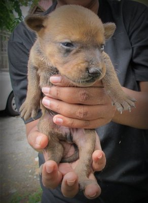 Sparky - Mixed Breed Dog