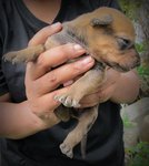 Sparky - Mixed Breed Dog