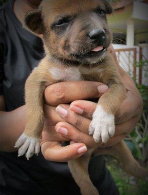 Sockist - Mixed Breed Dog