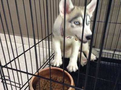 Milky - Husky Dog