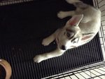 Milky - Husky Dog