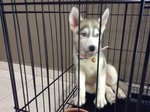 Milky - Husky Dog