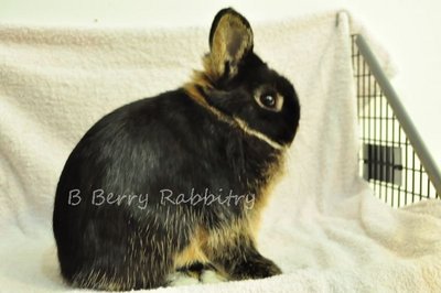 Netherland Dwarf - Black Otter 169 - Netherland Dwarf Rabbit