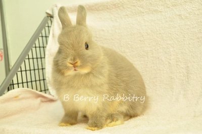 Netherland Dwarf - Lilac Otter 16 - Netherland Dwarf Rabbit