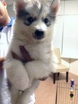 Wooly Grey And White Siberian Husky - Siberian Husky Dog