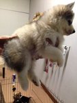 Wooly Grey And White Siberian Husky - Siberian Husky Dog