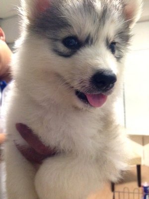 Wooly Grey And White Siberian Husky - Siberian Husky Dog