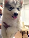Wooly Grey And White Siberian Husky - Siberian Husky Dog
