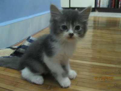 Mix Mainecoon - Maine Coon + Persian Cat