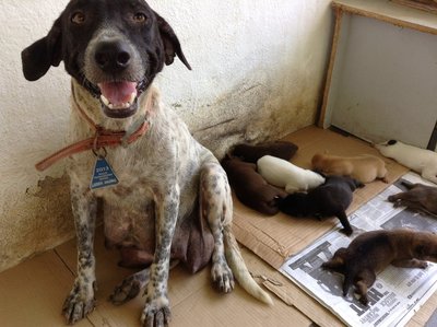 Beautiful Beings - Mixed Breed Dog