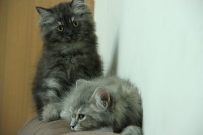 Dodeh And Whisy  - Persian Cat