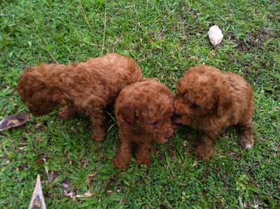 Toy Poodle - Poodle Dog