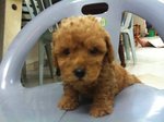 Toy Poodle - Poodle Dog