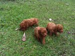 Toy Poodle - Poodle Dog