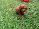 Toy Poodle - Poodle Dog