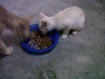 Oggy, Eggy And Jebat - Domestic Short Hair Cat