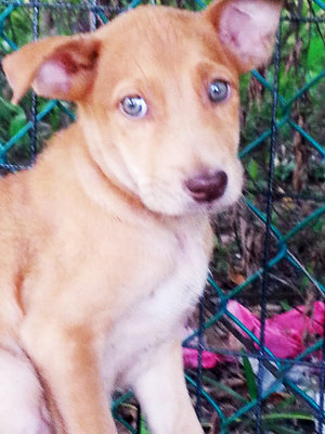 Mr Pretty Eyes - Mixed Breed Dog