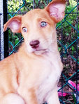 Mr Pretty Eyes - Mixed Breed Dog