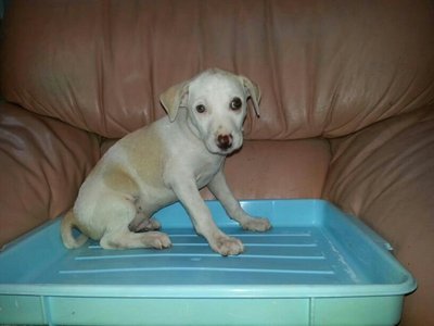 PF48557 - Labrador Retriever Mix Dog