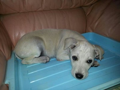 PF48559 - Labrador Retriever Mix Dog