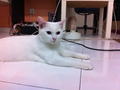 Cotton Candy Aka Putih - Domestic Short Hair Cat