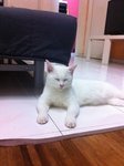 Cotton Candy Aka Putih - Domestic Short Hair Cat