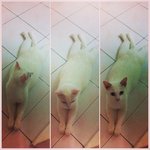 Cotton Candy Aka Putih - Domestic Short Hair Cat