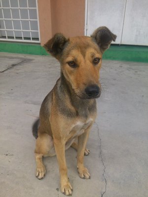 PF48565 - Mixed Breed Dog