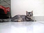 Mix Miko Kibo - Persian + Domestic Short Hair Cat