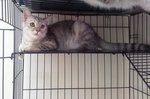 Mix Miko Kibo - Persian + Domestic Short Hair Cat