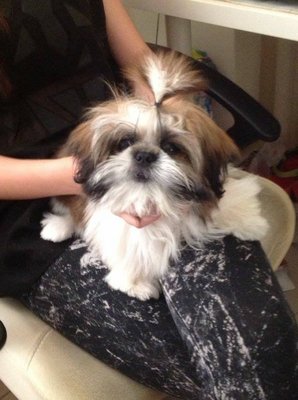 Not Yet Named - Shih Tzu Dog