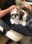 Not Yet Named - Shih Tzu Dog