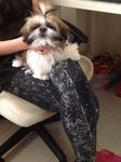 Not Yet Named - Shih Tzu Dog