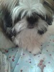 Not Yet Named - Shih Tzu Dog