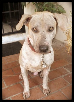 Scott - Shar Pei + Terrier Dog