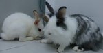 Hotot &amp; Angora  - Angora Rabbit + Hotot Rabbit