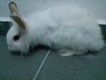 Hotot &amp; Angora  - Angora Rabbit + Hotot Rabbit